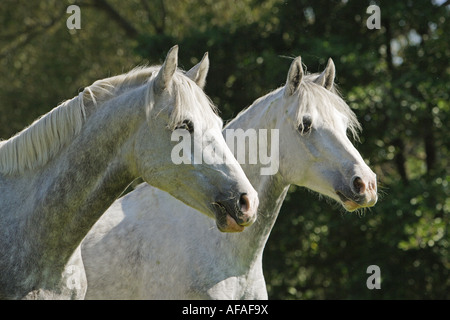 zwei deutsche Reiten Ponys - Porträt Stockfoto