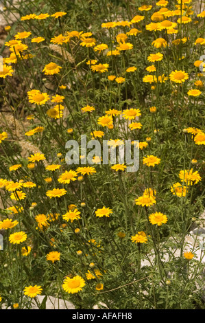 Nahaufnahme gelber gewöhnlicher Nasenalgenblüten (Asteraceae Helenium autumnale Pumilum Magnificum), die in einem natürlichen Feld blühen. Stockfoto