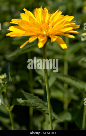 Gelbe Blumenkäse von glatten Ochsenaugen Asteraceae Heliopsis helianthoides var scabra Orangenkönig im Garten. Stockfoto