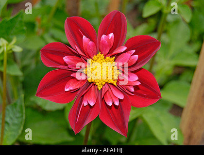 Collerette Dahlia 'Don Hill' Stockfoto