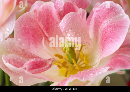 Tulipa 'Angélique' AGM Tulip Division 11 Doppel spät Gruppe schließen bis rosa und weiße doppelte blühenden Tulpen. Stockfoto