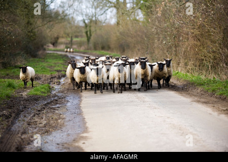 Eine Schafherde schwarz-faced liefen eine Landstraße in den Cotswolds, Oxfordshire, Vereinigtes Königreich Stockfoto