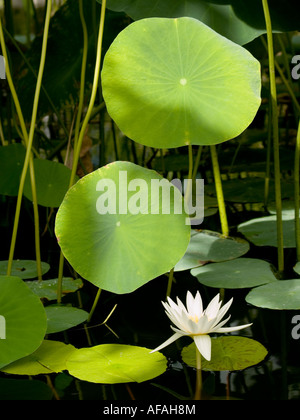Heiligen Lotusblätter und Seerose im Treibhaus Teich Stockfoto