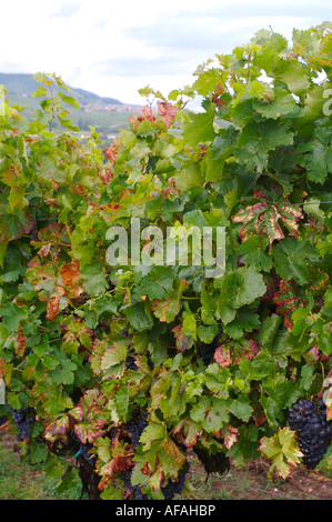 Weinberge Bei Landau, Weinberg Stockfoto