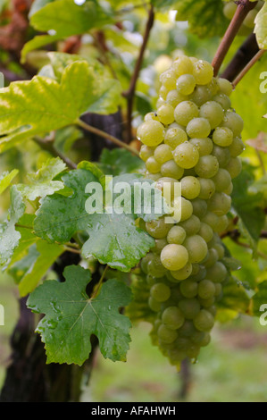 Weinberge Bei Landau, Weinberg Stockfoto