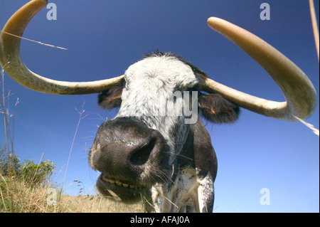 die alte Rinderrasse englische Long Horn für die Wiederherstellung von Lebensräumen Heide zurück zur Bedingung Leicest Weiden verwendet wird Stockfoto