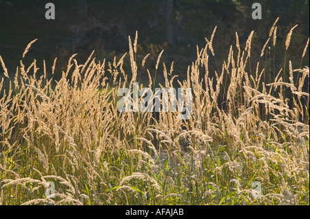 Grass Samenköpfe in den späten Abend leichte Ambleside Cumbria Stockfoto