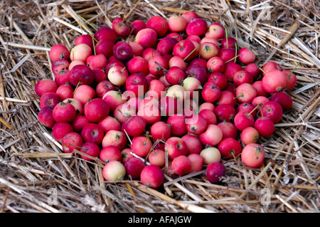 Haufen von roten Paradies Äpfel auf Stroh Nahaufnahme Holzäpfel Stockfoto