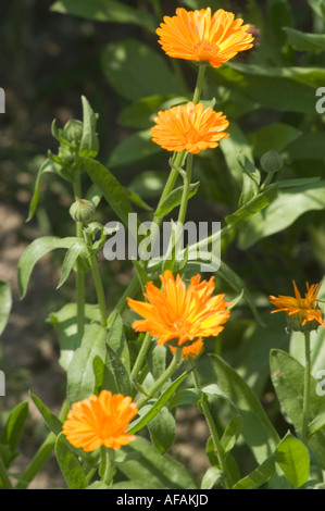 Leuchtende orangefarbene Blüten der Heilpflanze Ringelblume oder Ringelblume (Calendula officinalis) in einer sonnigen Gartenumgebung. Stockfoto