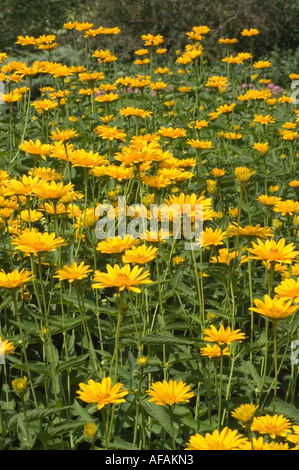 Gelbe Blüten des glatten Ochsenauges Asteraceae Heliopsis helianthoides var scabra Orangenkönig im Sommergarten. Stockfoto