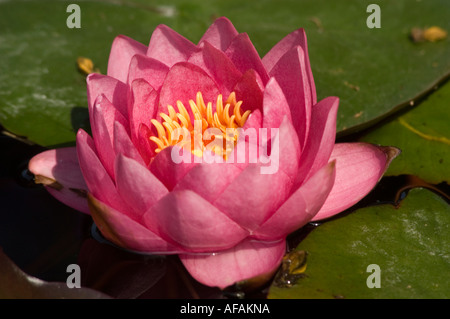 Wunderschöne rosa und rote Seerose Nymphaea James Brydon Blume Nahaufnahme mit gelben Staubblättern, die auf grünen Lilienpads schwimmen. Stockfoto
