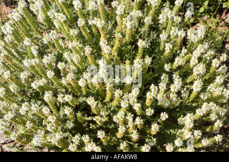 Weiße Blumen der Wiese Salbei Lamiaceae Salvia Nemorosa Adrian Stockfoto