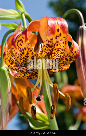 Detaillierte Nahaufnahme der orangen Blüten der Day Lily oder Taglilie American Mix mit dunklen Flecken, langen Staubblättern und geschwungenen Blütenblättern im Garten. Stockfoto