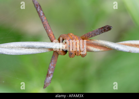 Verrosteter Stacheldraht hautnah Stockfoto