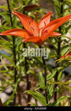 Leuchtende orange-rote Mercedes-Taglililienblüte in voller Blüte mit detaillierten Blütenblättern und dunklen Flecken vor einem üppig grünen Gartenhintergrund. Stockfoto