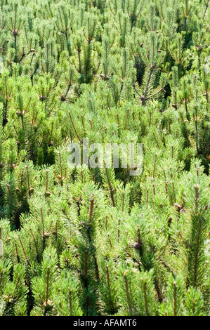 Dichtes grünes Laub der Zirbe Mugo Pinaceae Pinus Mugo. Natürlicher Hintergrund von Bergkiefernnadeln und kleinen Kegeln. Stockfoto