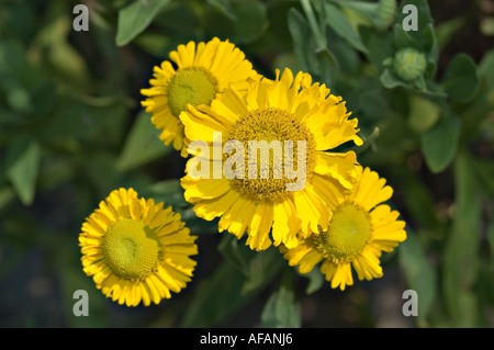 Nahaufnahme der gelben gewöhnlichen Nasenalgenblüten, Helenium autumnale Pumilum Magnificum, in einem Garten. Stockfoto