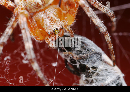 Nahaufnahme von einer Kreuzspinne, auch genannt Kreuzspinne Araneus Diadematus, während des Essens seine Beute. Stockfoto