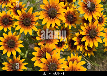 Nahaufnahme von gelben, orangen und roten Deckenblüten, auch bekannt als gaillardia oder Gaillardia aristata, in voller Blüte. Stockfoto