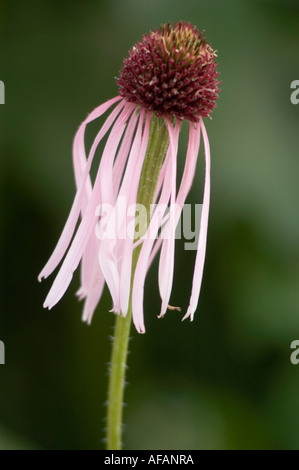 Medizinische Echinacea Black Sampson Purple Coneflower (Rudbeckia Missouri Snakeroot) Blume mit herabhängenden rosa Blüten und dunklem Kegel auf grünem Stiel. Stockfoto