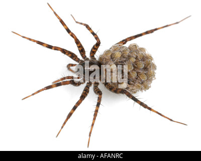 Nahaufnahme von einem weiblichen Wolfsspinne, Pardosa, mit Jungspinnen auf dem Rücken, auf weißem Hintergrund Stockfoto