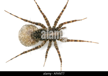 Nahaufnahme von einem weiblichen Wolf Spinne, Pardosa Amentata auf weißem Hintergrund, trägt sie ein Ei Sac Stockfoto