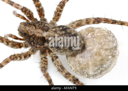 Nahaufnahme von einer weiblichen Wolfsspinne, Pardosa Amentata mit Ei Sac auf weißem Hintergrund Stockfoto