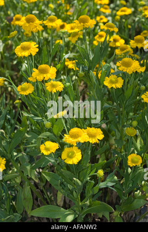 Leuchtend gelbe Blüten von gewöhnlichem Nasengras (Helenium autumnale „Pumilum Magnificum“), die auf einem sonnigen Gartenfeld blühen. Stockfoto