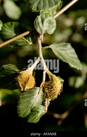 Nahaufnahme der Nüsse der Buche Fagaceae Fagus Sylvatica, die auf einem Zweig mit grünen Blättern in einem Wald wachsen. Stockfoto