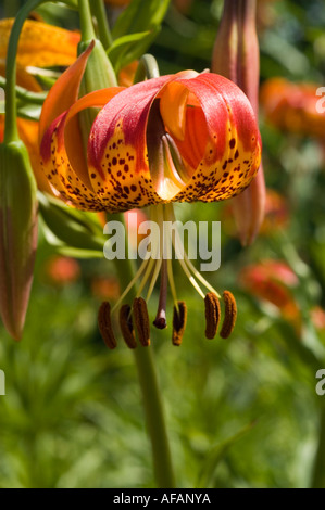 Nahaufnahme der leuchtenden orangefarbenen Blüten von Day Lily oder Taglilie American Mix mit gepunkteten Blüten und langen Staubblättern in einem Sommergarten. Stockfoto