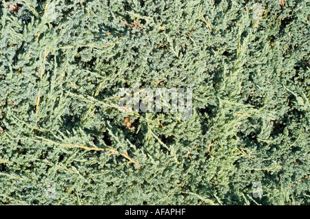 Flockige Wacholder oder SINGLESEED Wacholder Cupressaceae Juniperus Squamata Blue Carpet Stockfoto