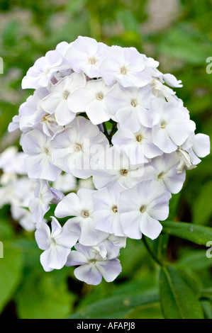 Schöne weiße Blumenkette der Hortensie Macrophylla blüht in einem Sommergarten vor einem weichen grünen Hintergrund. Stockfoto