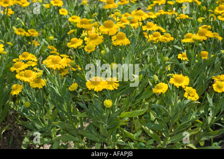 Leuchtend gelber gewöhnlicher Niesenkraut Asteraceae Helenium autumnale Pumilum Maginficum blüht in voller Blüte mit grünen Blättern. Stockfoto