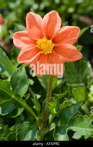 Leuchtend rosa Topmix Dahlienblume in voller Blüte mit gelbem Zentrum, umgeben von grünem Laub in einer sonnigen Gartenumgebung. Stockfoto