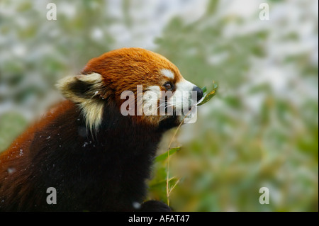 Roter Panda auf Schnee Wolong Panda Reservat Provinz Sichuan China Stockfoto