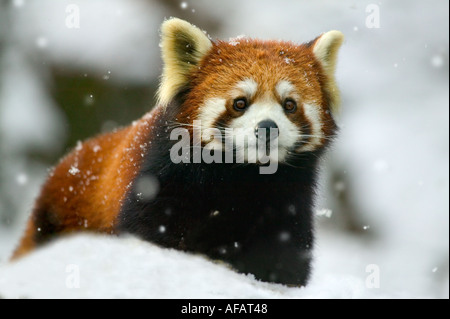 Roter Panda auf Schnee Wolong Panda Reservat Provinz Sichuan China Stockfoto