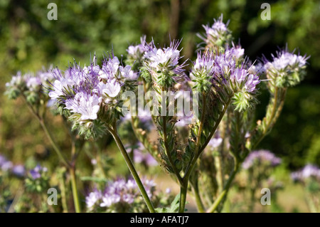 Hellviolette Blüten von Lacy oder lacey Phacelia (Phacelia tanacetifolia) blühen auf einem Feld. In Nordamerika beheimatet und in Europa eingebürgert. Stockfoto