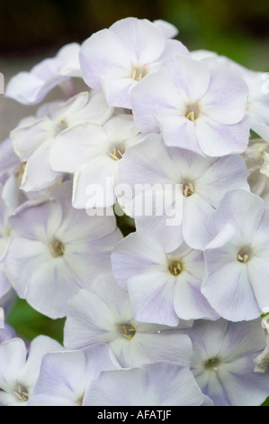 Nahaufnahme von wunderschönen weißen und hellvioletten Hortensie-Macrophylla-Blüten in einem weichen Garten. Stockfoto