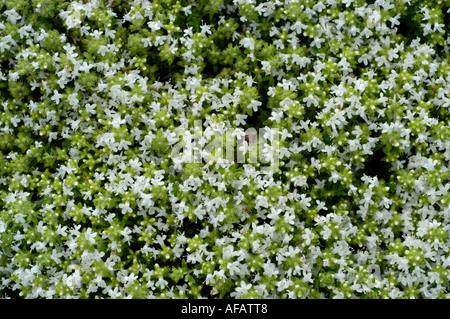 Nahaufnahme des weißen wilden kriechenden Thymian (Thymus serpyllum Alba), einer niedrig wachsenden Bodenbedeckung mit dichten Häufchen winziger weißer Blüten und grüner Blätter. Stockfoto