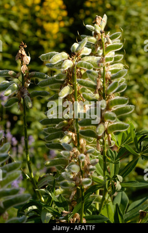 Bigleaf Lupine Leguminosae Lupinus polyphyllus Samenkapseln in einem sonnigen Garten, heimisch in Amerika und in Europa eingebürgert. Stockfoto