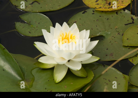 Weiße gelbe Wasserlilie (Nymphaea) blüht in einem Teich, umgeben von grünen Lilienpads. Stockfoto