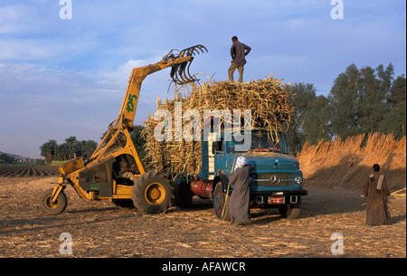 Ägypten Luxor Zuckerrohr auf LKW verladen Stockfoto