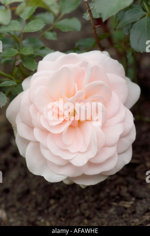 Nahaufnahme von blassrosa und weißen Rosaceae Rosa Poulrek vel Crystal Palace in voller Blüte vor dunklem Boden Hintergrund. Stockfoto