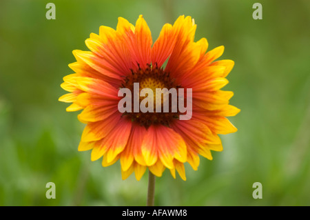 Leuchtend gelb orange rote Decke Blumen Nahaufnahme. gaillardia oder Gaillardia aristata blüht in der Natur mit einem verschwommenen grünen Hintergrund. Stockfoto