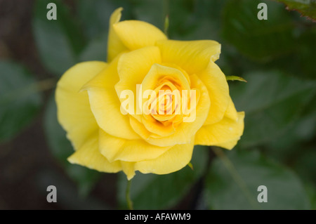 Gelbe Blume rose Rosengewächse Rosa Korresia Vel Friesland Stockfoto