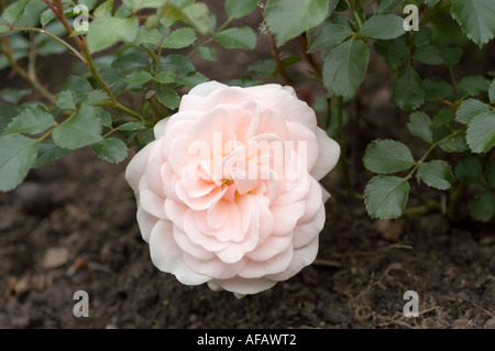 Nahaufnahme von blassrosa weißen Blumen der Rose Rosaceae Rosa Poulrek vel Crystal Palace blüht in einer Gartenumgebung. Stockfoto