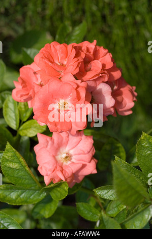 Wunderschöne Rote Rose Rosaceae Rosa Eleanor Hort Moore 1963 blüht in einem Garten mit üppig grünem Laub. Stockfoto