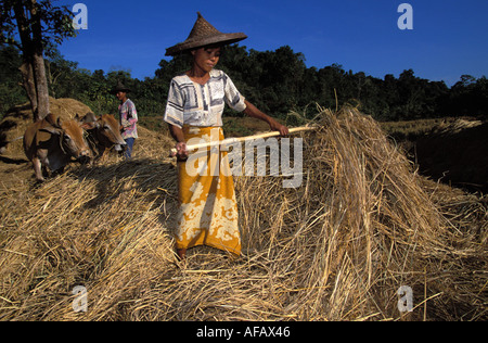 Ngapali Landwirt arbeiten auf dem land Stockfoto