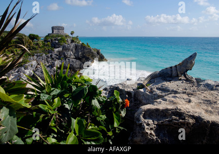 Leguan sonnt sich auf einem Felsen am Meer mit Maya-Tempel im Hintergrund, Ruinen von Tulum, Quintana Roo, Mexiko Stockfoto