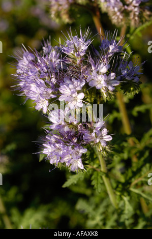 Lacy Phacelia (Phacelia tanacetifolia) blüht auf einem Feld. Schöne violette Blüten der Familie der Hydrophyllaceae in Europa und Nordamerika. Stockfoto